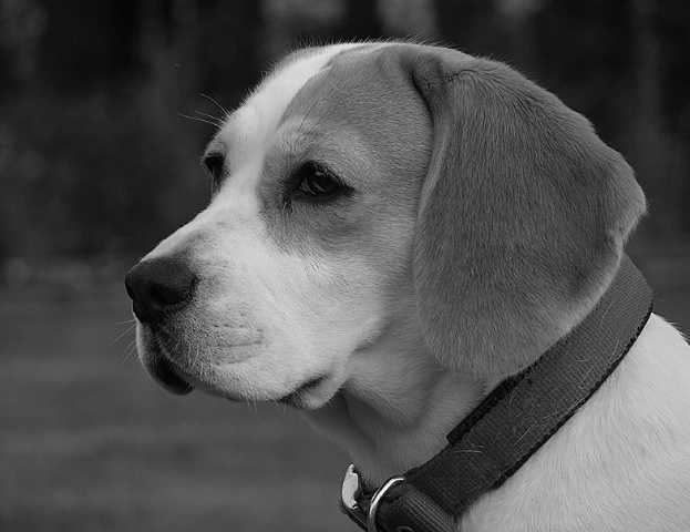 my beagle