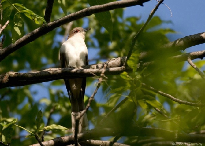 Black Billed Cuckoo - ID: 2263259 © Robert Hambley