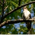 © Robert Hambley PhotoID # 2263261: Black Billed Cuckoo