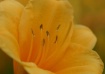 All Yellow