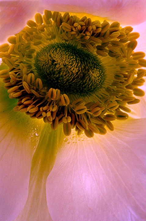 anemone, pink, flower, macro