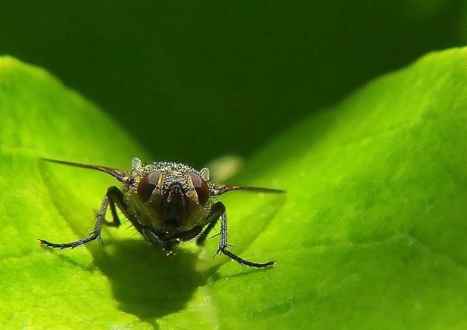 Shy Fly