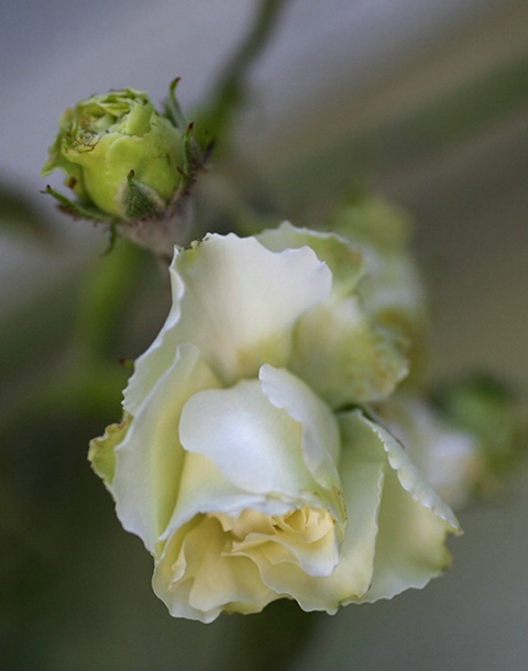 Antique  Rose