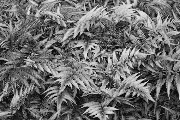 Ferns