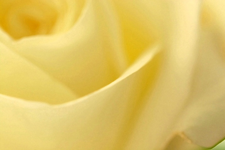 The Yellow Rose of Long Island - ID: 2265762 © Agnes Fegan