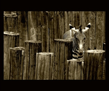 Stripes on Stripes