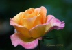 ROSES and RAIN