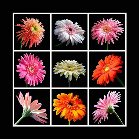 A Collection of Gerberas