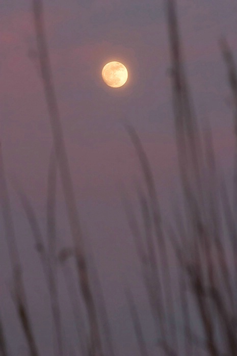 Moonrise - St. Simons Island 6-9-06 - ID: 2269123 © Robert A. Burns