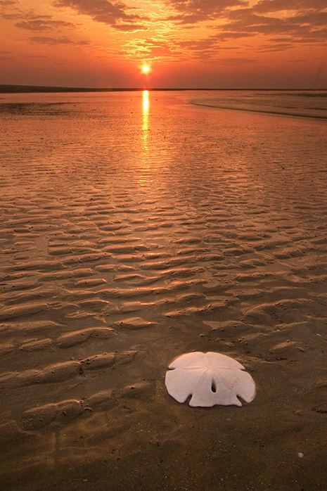 Sand Dollar at Sunrise 6-8-06 - ID: 2269128 © Robert A. Burns