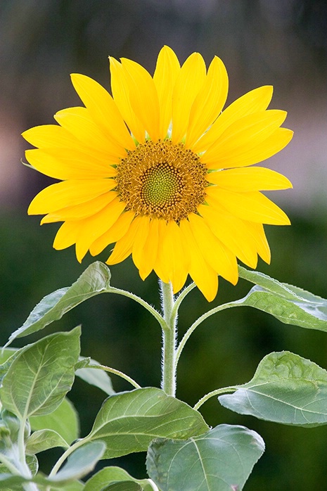 Sunflower 6-6-06 - ID: 2269245 © Robert A. Burns
