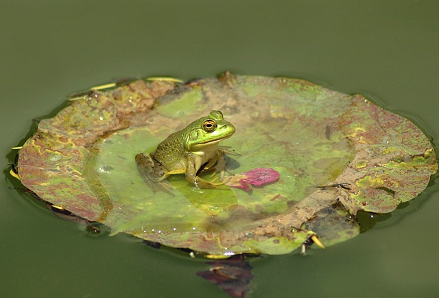 Froggys Pad