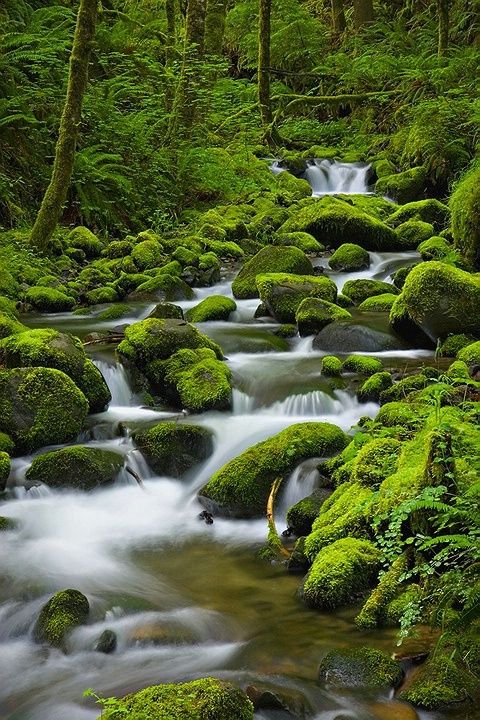 Mossy Stream