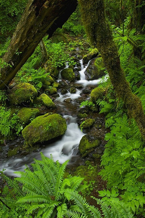 Beautiful Creek