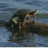 © Donald E. Chamberlain PhotoID# 2270439: Double Stacker Turtles
