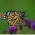 © Donald E. Chamberlain PhotoID# 2270450: Monarch Butterfly on Purple Flower 