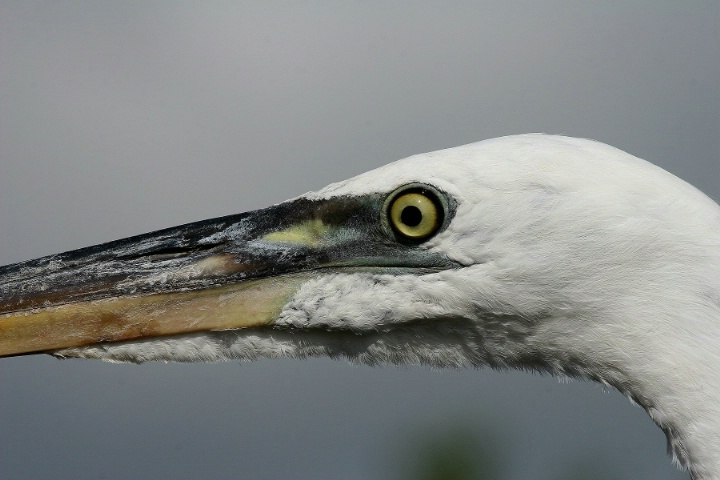 White Heron' eyes