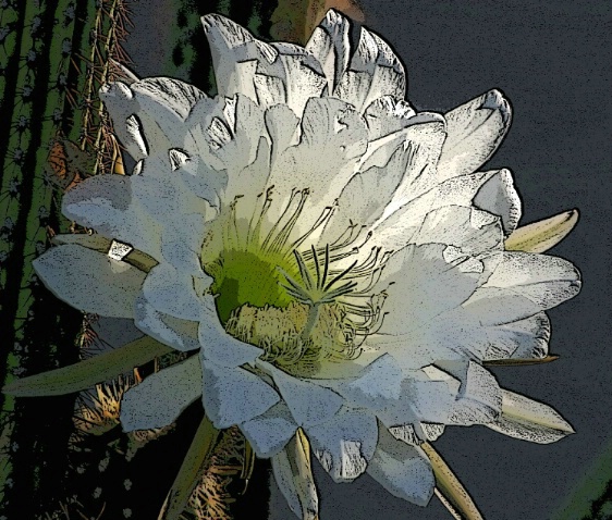 Trichocereus Purpureopilosus III - ID: 2271279 © Patricia A. Casey