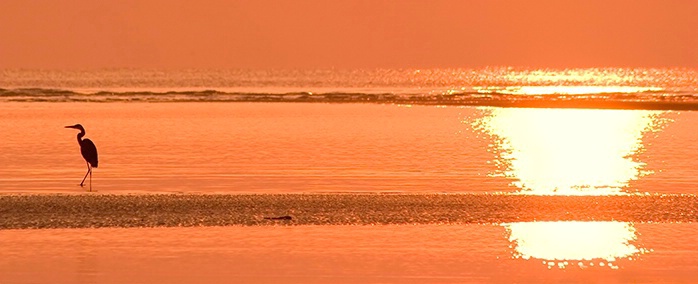 Blue Heron at Sunrise 6-4-06 - ID: 2271289 © Robert A. Burns