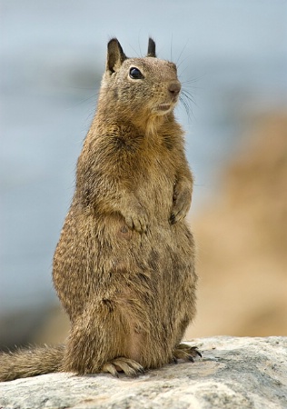 Ground Squirrel