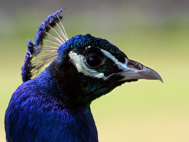 Peacock Profile