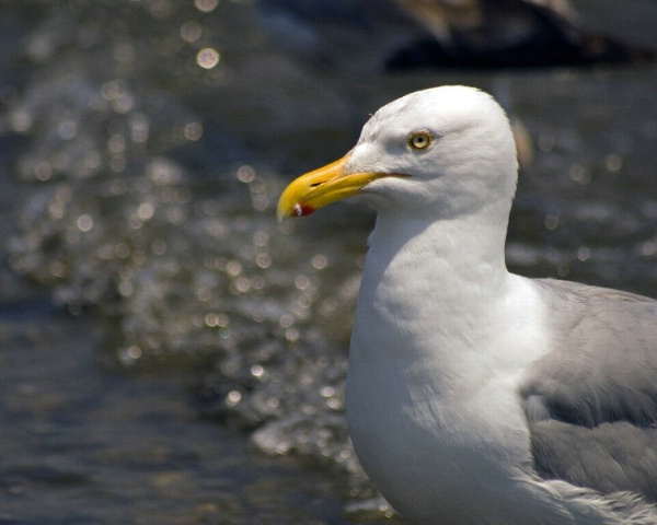 focused seagull