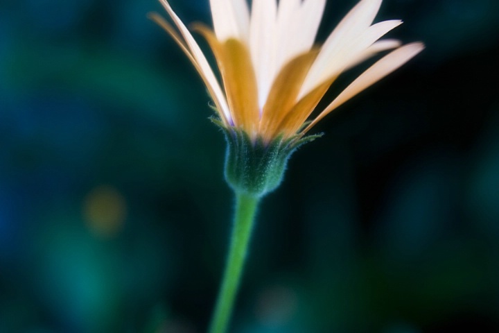 Beneath The Bloom