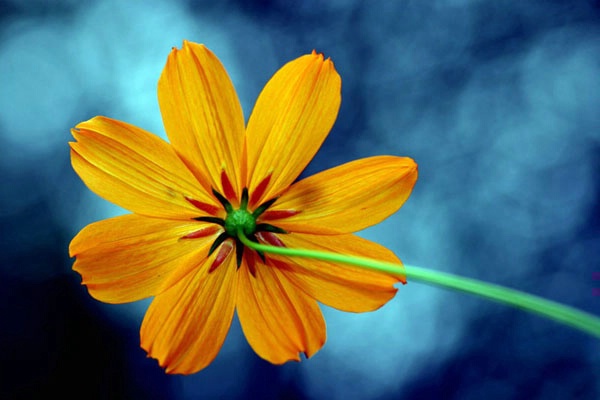 Yellow  flower