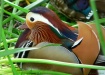 In a grass frame....