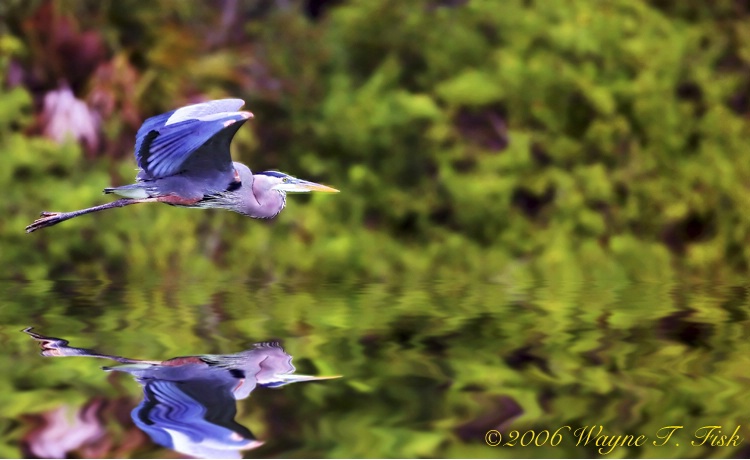 Blue Heron Gliding Home