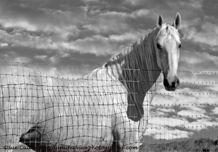  Black and White Beauty