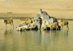 The Water Hole