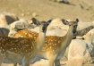 Bambi & Sister