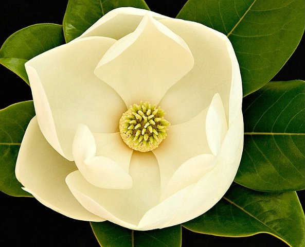 Sweet Magnolia