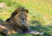 The King