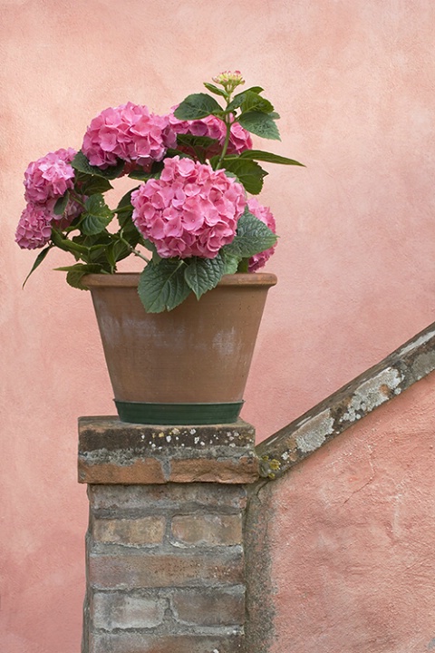 Geranium and Stairs