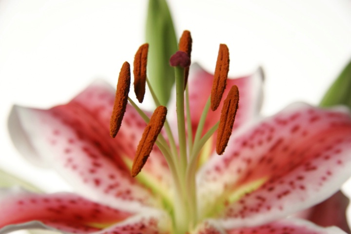 Stargazer Lily