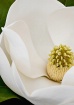 Magnolia Abstract