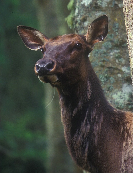 Femaile Elk