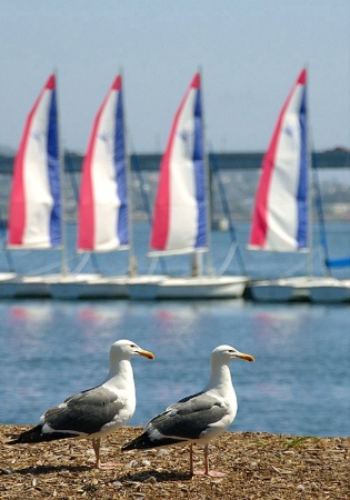 2-C-Gulls