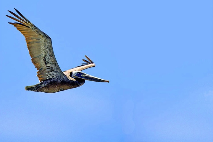 C-Gull in Flight