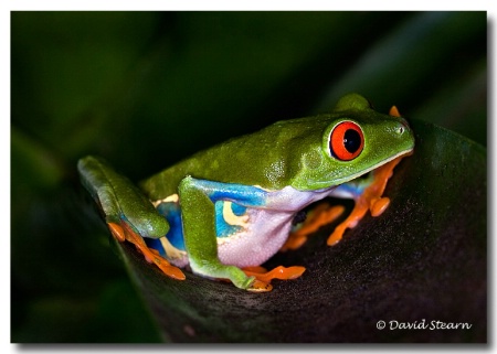 Red Eyed Tree Frog