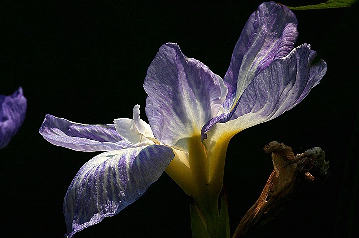 Iris