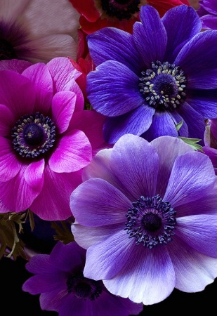 anemone, pink, purple, flower, macro