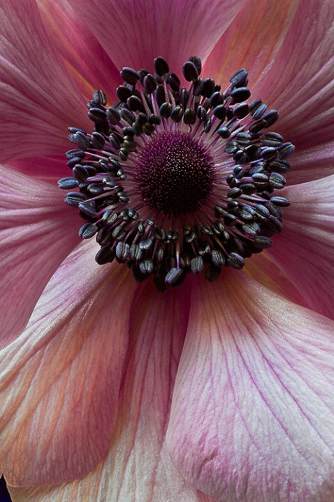 anemone, pink, flower, macro