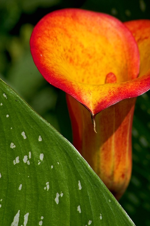  Yellow Calla Lily