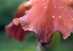 Iris Petal