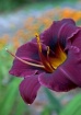 Purple Day Lily