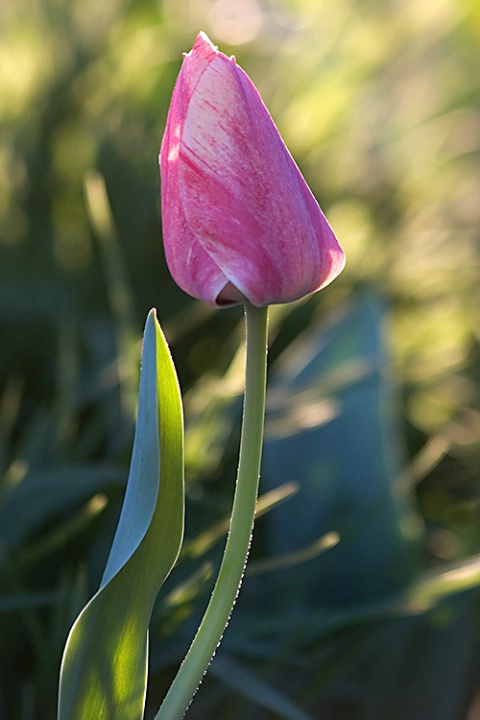 Tulip Bud