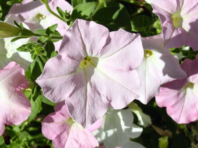 Petunia Patch